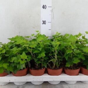 Hedera helix Pittsburgh – bluszcz pospolity Pittsburgh