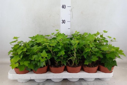 Hedera helix Pittsburgh – bluszcz pospolity Pittsburgh