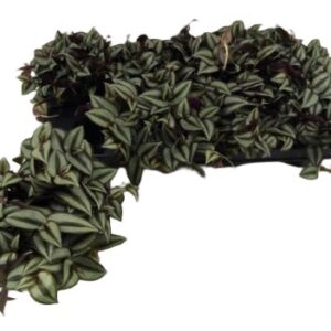 8f2d46363bc9a84eb7fdec5b8984c42c.jpg Tradescantia zebrina Purpusii – trzykrotka pasiasta Purpusii wys do 18cm