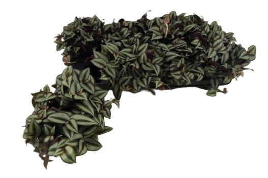 8f2d46363bc9a84eb7fdec5b8984c42c.jpg Tradescantia zebrina Purpusii – trzykrotka pasiasta Purpusii wys do 18cm