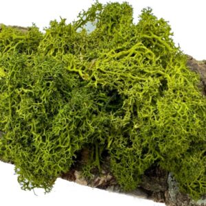 Mech Chrobotek do terrarium średni zielony 100g