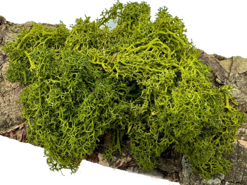 Mech Chrobotek do terrarium średni zielony 100g