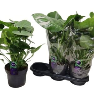 Monstera deliciosa monstera dziurawa, monstera właściwa 60cm