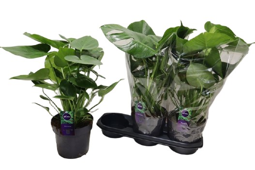 Monstera deliciosa monstera dziurawa, monstera właściwa 60cm