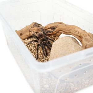 926ba010a883085616dc388d56bb85b9.jpg Pojemnik hodowlany BREEDING BOX 15 cm