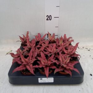 Bromelia Cryptanthus bivittatus Red Star