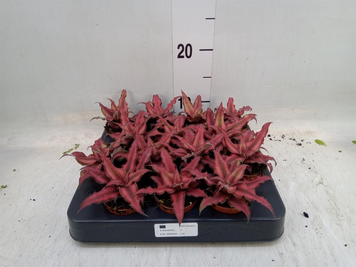 Bromelia Cryptanthus bivittatus Red Star