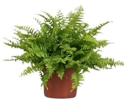 9815a622322cac70575f6f86329a2b61.jpg Nephrolepis exaltata Green Moment dekoracyjna paproć 30cm