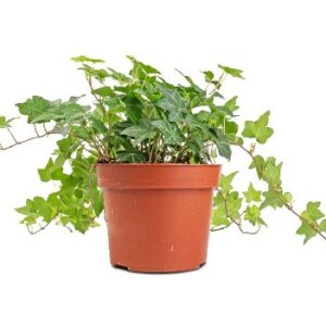 Hedera helix Pittsburgh – bluszcz pospolity Pittsburgh