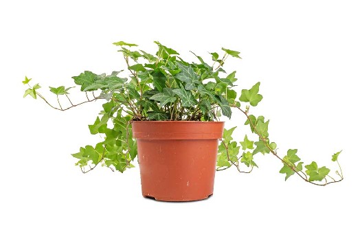 Hedera helix Pittsburgh – bluszcz pospolity Pittsburgh