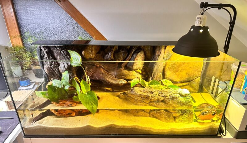 Epipremnum Scindapsus Njoy roślina do terrariów tropikalnych dla gadów