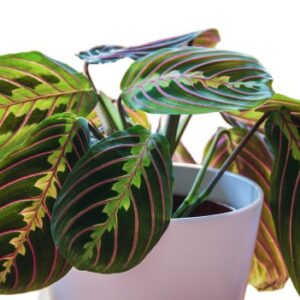 Maranta leuconeura Fascinator maranta modlitewna 40cm