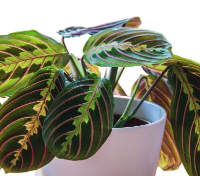 af43dc9635c809070430f63d359c0b1a.jpg Maranta leuconeura Fascinator maranta modlitewna 40cm