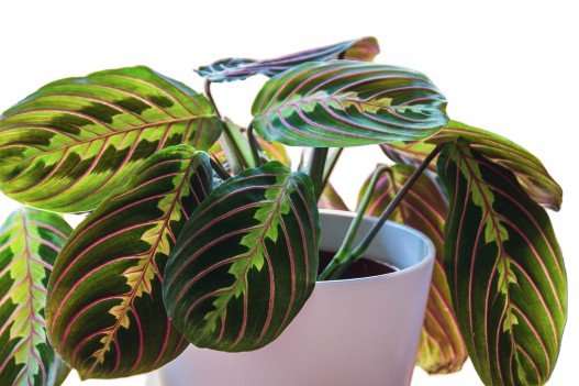 Maranta leuconeura Fascinator maranta modlitewna 40cm