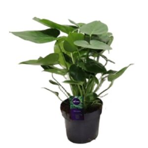 Monstera deliciosa monstera dziurawa, monstera właściwa 60cm