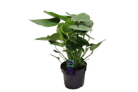 Monstera deliciosa monstera dziurawa, monstera właściwa 60cm