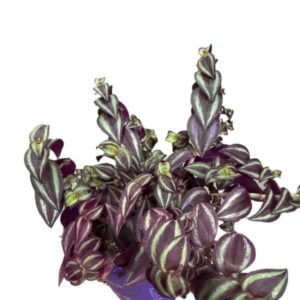 Tradescantia Purple Passion – purpurowa trzykrotka wys do 20cm