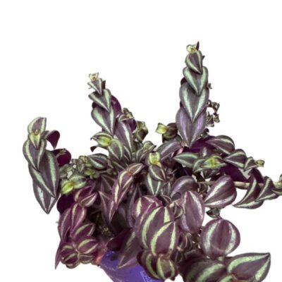 b0af22c2f9433f98d6fb5bddd53d7a02.jpg Tradescantia Purple Passion – purpurowa trzykrotka wys do 20cm