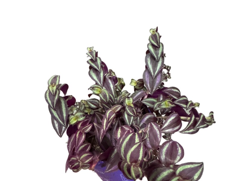 Tradescantia Purple Passion – purpurowa trzykrotka wys do 20cm