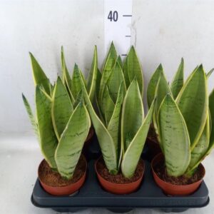 Sansewieria gwinejska Dracaena trifasciata język teściowe wężownica 27cm