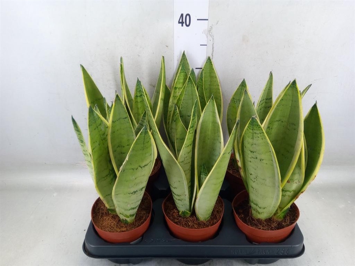 Sansewieria gwinejska Dracaena trifasciata język teściowe wężownica 27cm