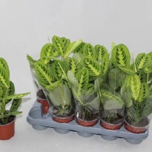 Maranta leuconeura Lemon Lime wys 30cm