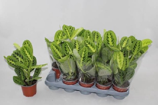 Maranta leuconeura Lemon Lime wys 30cm