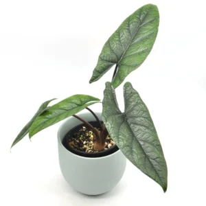 Alocasia alokazja scalprum 10cm