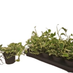 Epipremnum Scindapsus Njoy roślina do terrariów tropikalnych dla gadów