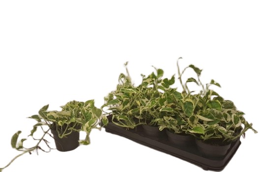 Epipremnum Scindapsus Njoy roślina do terrariów tropikalnych dla gadów