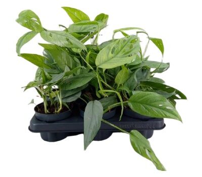 Epipremnum pinn. 'Cebu Blue' roślina wys. 20