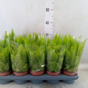 c092ea03fd5ee600c003a4aff2c061a6.jpg Nephrolepis exaltata Green Moment dekoracyjna paproć 30cm