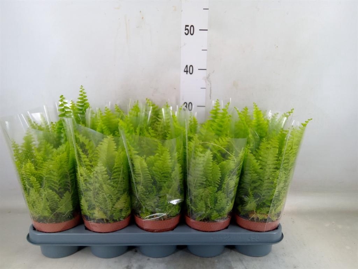 c092ea03fd5ee600c003a4aff2c061a6.jpg Nephrolepis exaltata Green Moment dekoracyjna paproć 30cm
