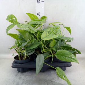 Epipremnum pinn. 'Cebu Blue' roślina wys. 20