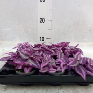 Tradescantia 'Pink Paradise – urocza trzykrotka wys 10cm
