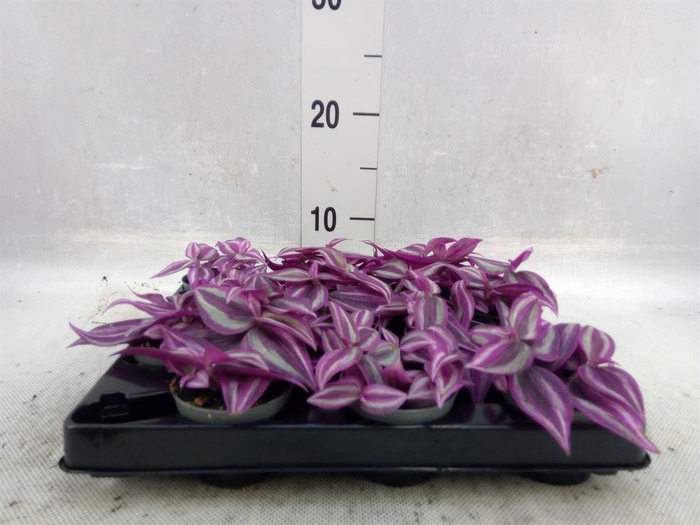 Tradescantia 'Pink Paradise – urocza trzykrotka wys 10cm