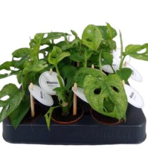 Monstera obliqua Leichtlinii monstera drobnolistna wys. do 20cm