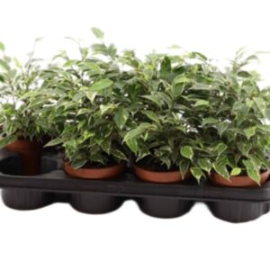 Fikus beniamin Ficus 'Kinky' wys 25cm