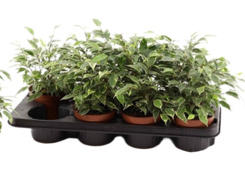 Fikus beniamin Ficus 'Kinky' wys 25cm