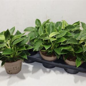 Philodendron 'Birkin' – Biały Filodendron wys 30cm