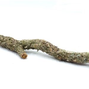 Gałęzie korkowe proste do terrarium 100-120cm