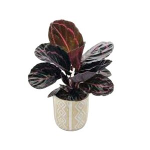 Calathea roseopicta Dottie Kalatea roślina tropikalna wys. 30cm