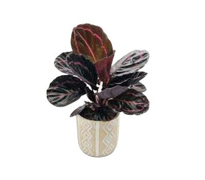 Calathea roseopicta Dottie Kalatea roślina tropikalna wys. 30cm