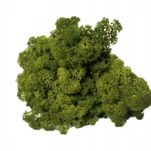 Mech Chrobotek do terrarium średni zielony 100g