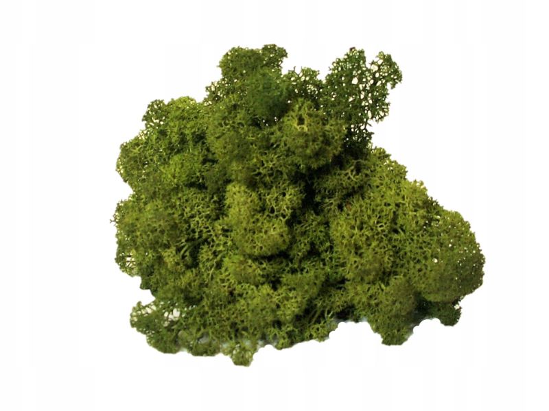 Mech Chrobotek do terrarium średni zielony 100g