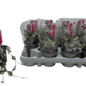 Ceropegia woodii Silver Glory sukulent