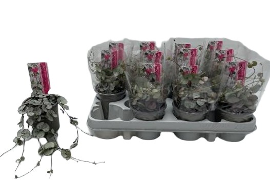 Ceropegia woodii Silver Glory sukulent