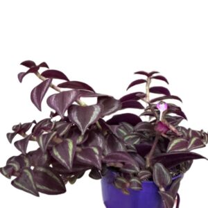 Tradescantia Purple Passion – purpurowa trzykrotka wys 10cm