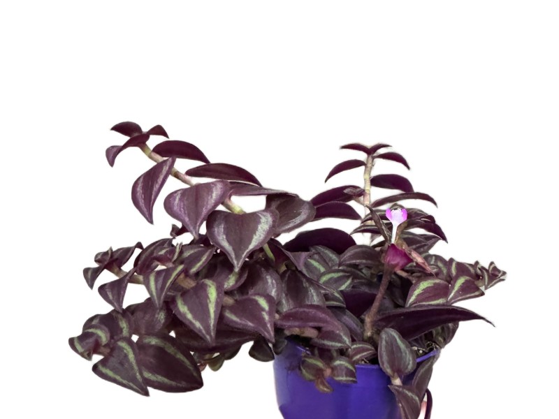 Tradescantia Purple Passion – purpurowa trzykrotka wys 10cm