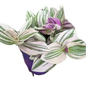 Tradescantia Unicorne – trzykrotka wys 10cm